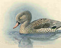 Fuertes Abyssinian Birds & Mammals 1930 Cape Teal A4 Photo Print