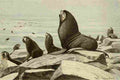Fuertes Agassiz 1918 Alaska Fur Seal A4 Photo Print