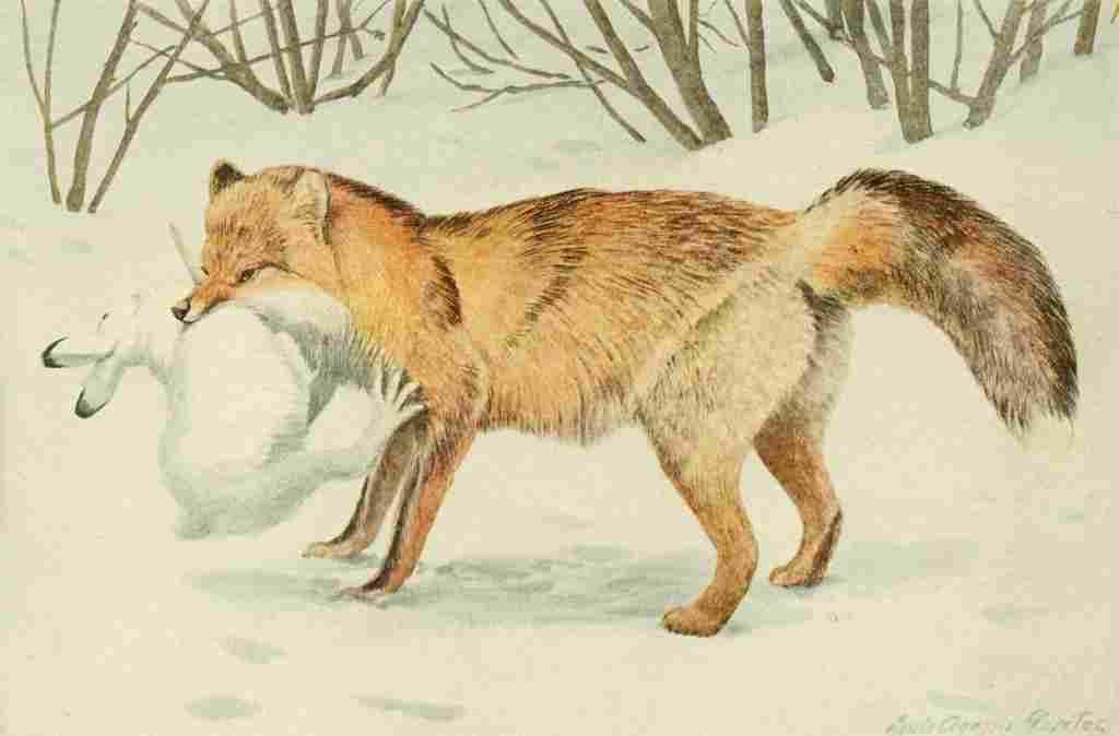 Fuertes Agassiz 1918 Alaska Red Fox A4 Photo Print