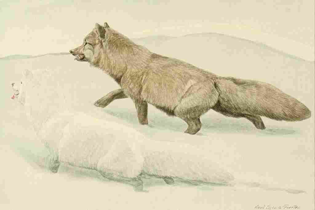 Fuertes Agassiz 1918 Arctic Foxes A4 Photo Print
