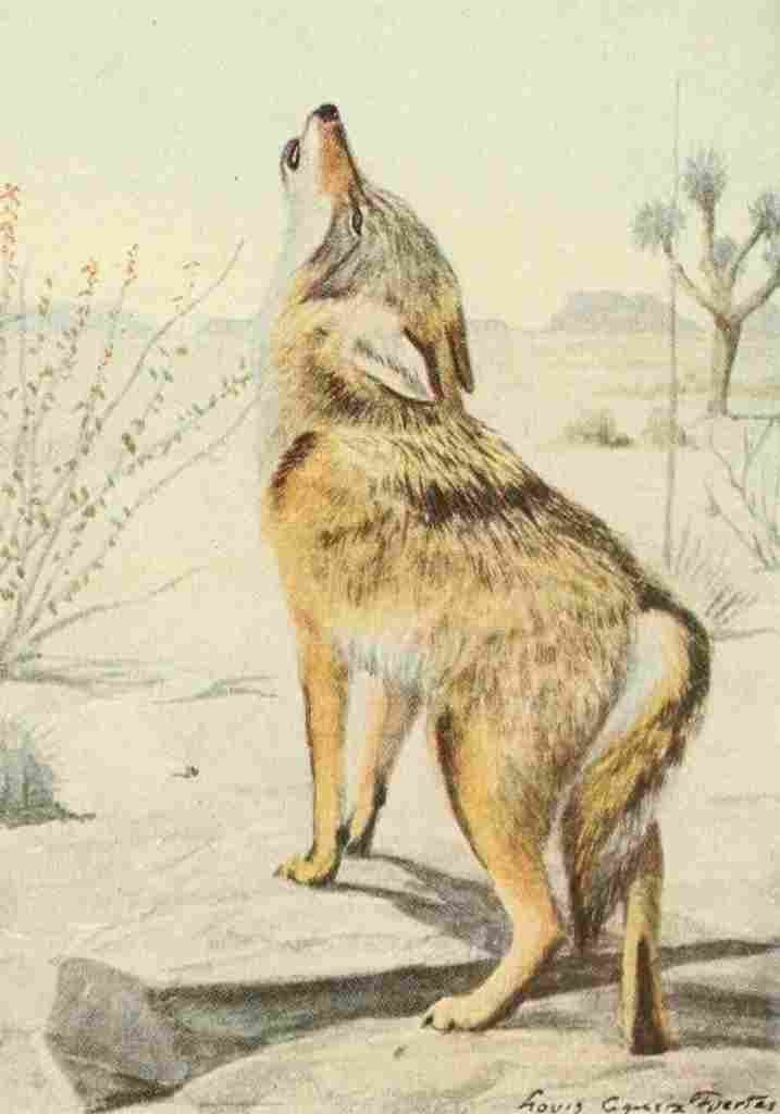 Fuertes Agassiz 1918 Arizona Coyote A4 Photo Print