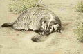 Fuertes Agassiz 1918 Badger A4 Photo Print