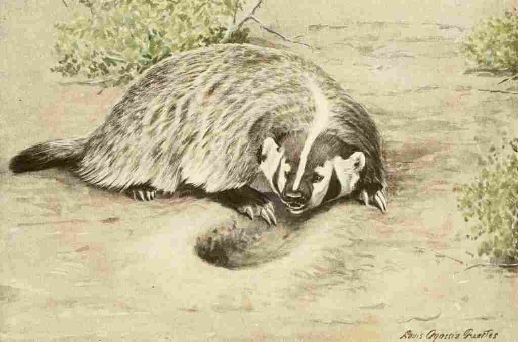 Fuertes Agassiz 1918 Badger A4 Photo Print