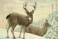 Fuertes Agassiz 1918 Black Tailed Deer A4 Photo Print
