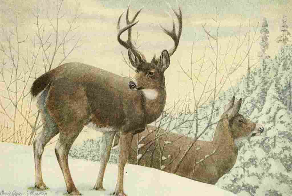 Fuertes Agassiz 1918 Black Tailed Deer A4 Photo Print