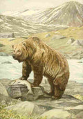 Fuertes Agassiz 1918 Brown Bear A4 Photo Print