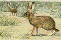 Fuertes Agassiz 1918 California Jack Rabbit A4 Photo Print