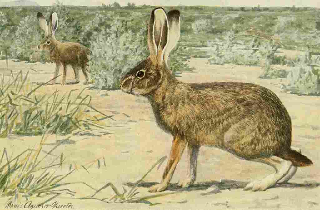 Fuertes Agassiz 1918 California Jack Rabbit A4 Photo Print