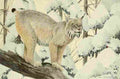 Fuertes Agassiz 1918 Canada Lynx A4 Photo Print