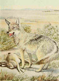 Fuertes Agassiz 1918 Coyote A4 Photo Print