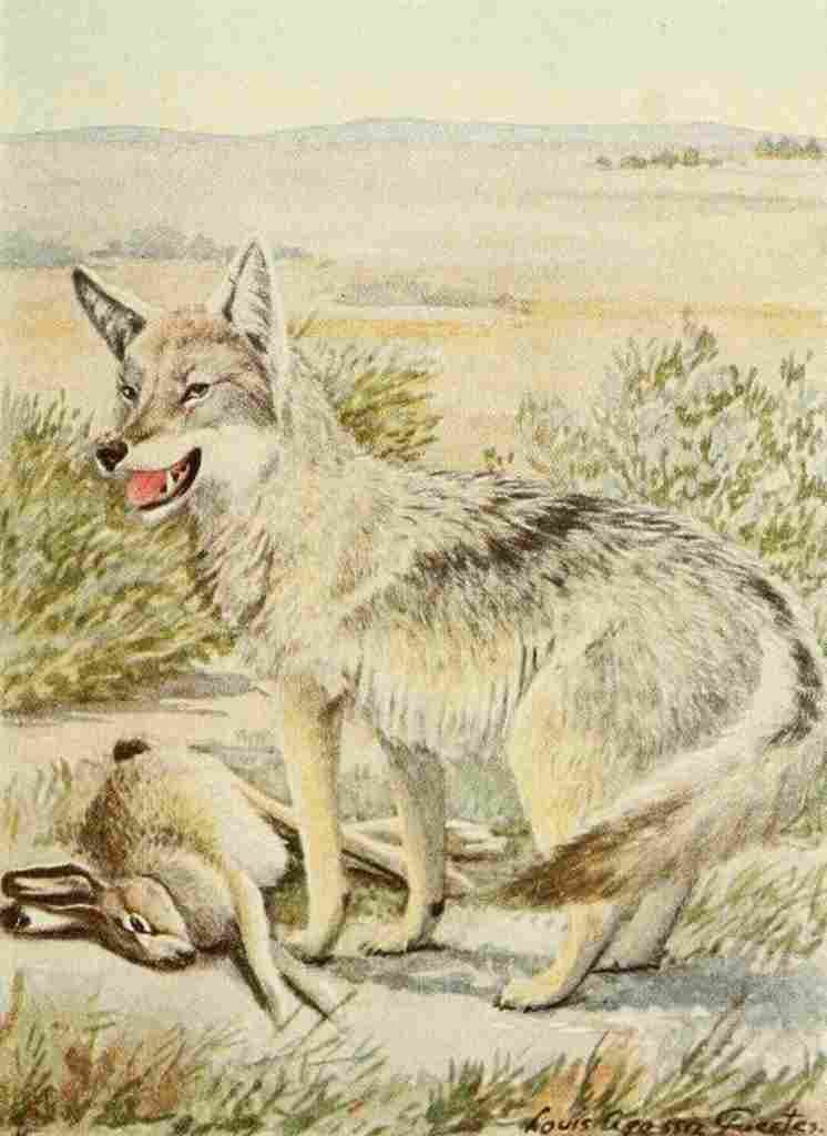 Fuertes Agassiz 1918 Coyote A4 Photo Print