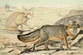 Fuertes Agassiz 1918 Desert & Grey Fox A4 Photo Print