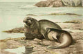 Fuertes Agassiz 1918 Elephant Seal A4 Photo Print