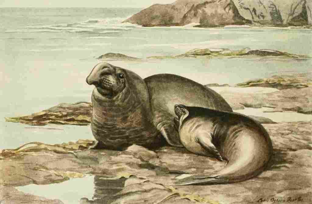 Fuertes Agassiz 1918 Elephant Seal A4 Photo Print