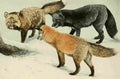Fuertes Agassiz 1918 Foxes A4 Photo Print