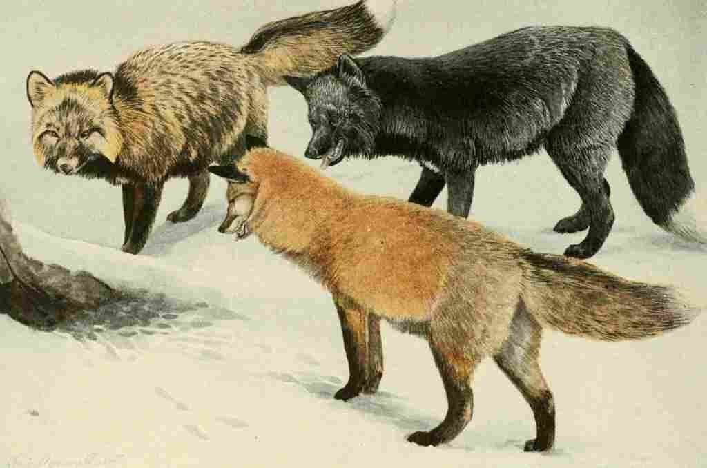 Fuertes Agassiz 1918 Foxes A4 Photo Print
