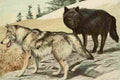Fuertes Agassiz 1918 Grey & Black Wolves A4 Photo Print