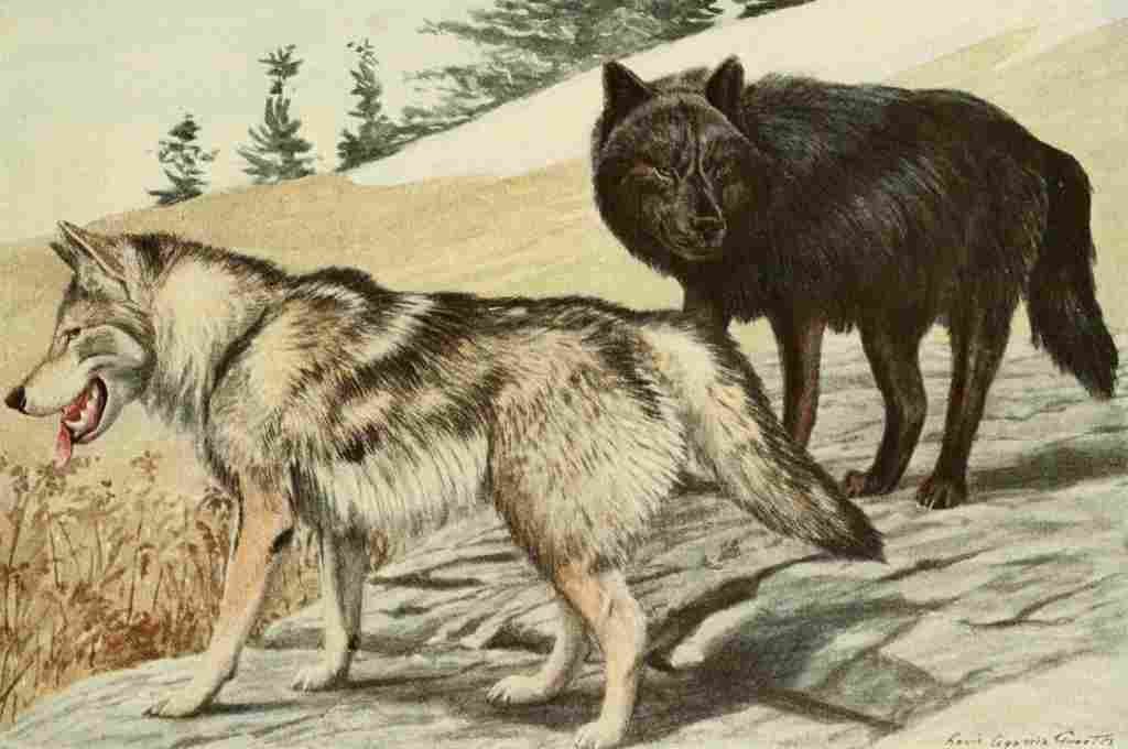 Fuertes Agassiz 1918 Grey & Black Wolves A4 Photo Print