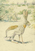 Fuertes Agassiz 1918 Jack Rabbit A4 Photo Print