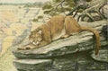 Fuertes Agassiz 1918 Mountain Lion A4 Photo Print