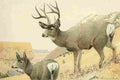 Fuertes Agassiz 1918 Mule Deer A4 Photo Print