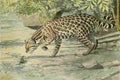 Fuertes Agassiz 1918 Ocelot A4 Photo Print