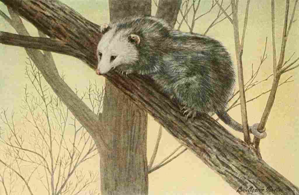 Fuertes Agassiz 1918 Oppossum A4 Photo Print