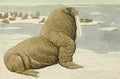 Fuertes Agassiz 1918 Pacific Walrus A4 Photo Print
