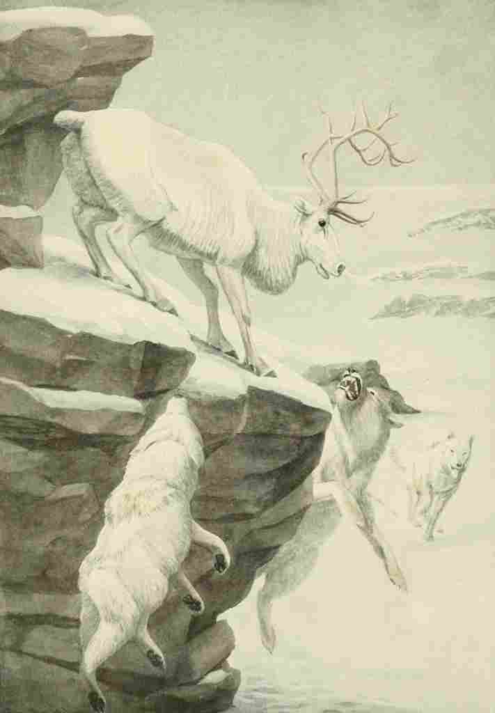 Fuertes Agassiz 1918 Peary Caribou & Arctic Wolf A4 Photo Print