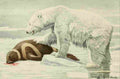 Fuertes Agassiz 1918 Polar Bear with Ribbon Seal A4 Photo Print