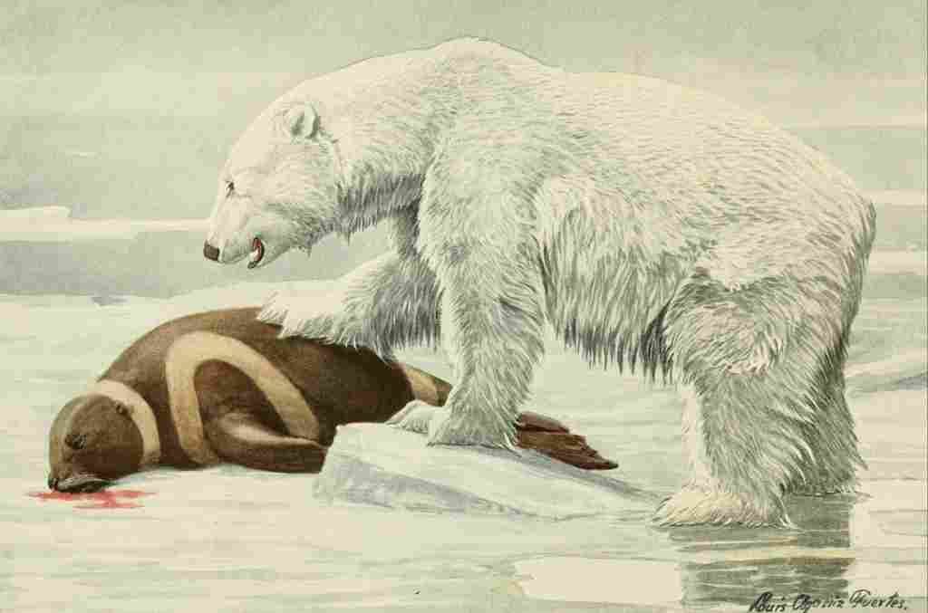 Fuertes Agassiz 1918 Polar Bear with Ribbon Seal A4 Photo Print