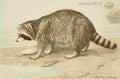 Fuertes Agassiz 1918 Racoon A4 Photo Print