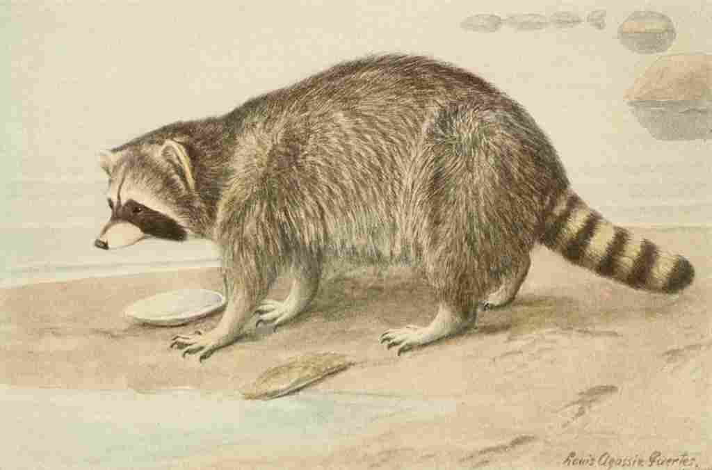 Fuertes Agassiz 1918 Racoon A4 Photo Print