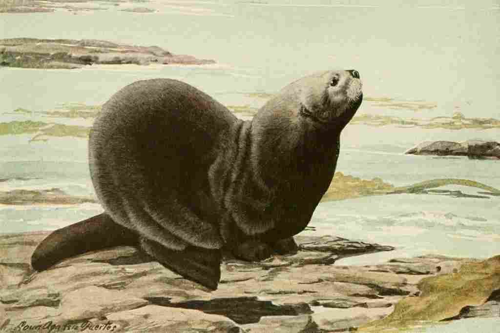 Fuertes Agassiz 1918 Sea Otter A4 Photo Print