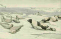 Fuertes Agassiz 1918 Seals A4 Photo Print