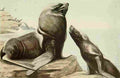 Fuertes Agassiz 1918 Steller Sea Lion A4 Photo Print