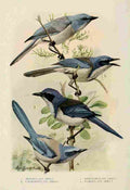 Fuertes Bird Lore 1922 Jays 1 A4 Photo Print