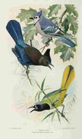 Fuertes Bird Lore 1922 Jays 2 A4 Photo Print