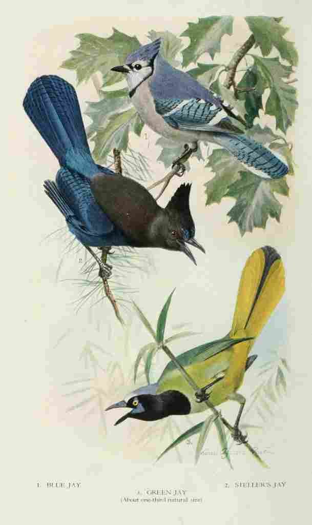 Fuertes Bird Lore 1922 Jays 2 A4 Photo Print