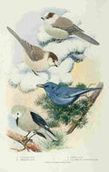 Fuertes Bird Lore 1922 Jays 3 A4 Photo Print