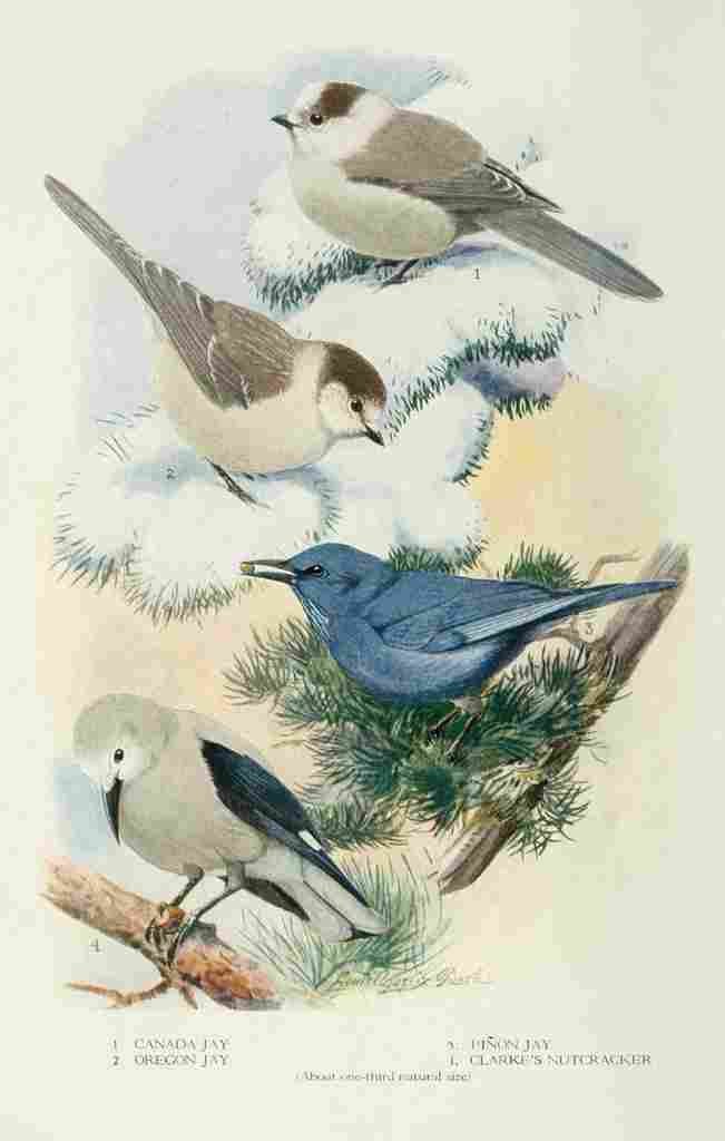 Fuertes Bird Lore 1922 Jays 3 A4 Photo Print