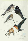 Fuertes Bird Lore 1922 Martins & Swallows A4 Photo Print