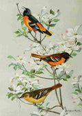Fuertes Bird Lore 1922 Orioles A4 Photo Print