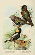 Fuertes Bird Lore 1922 Starlings & Bobolinks A4 Photo Print