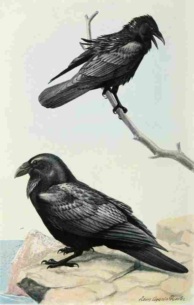 Fuertes Bird Lore 1922 White necked Ravens A4 Photo Print