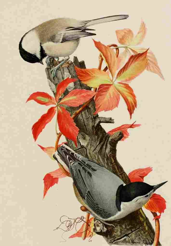 Fuertes Bird Paintings 1900 Chickadee & Nuthatch A4 Photo Print