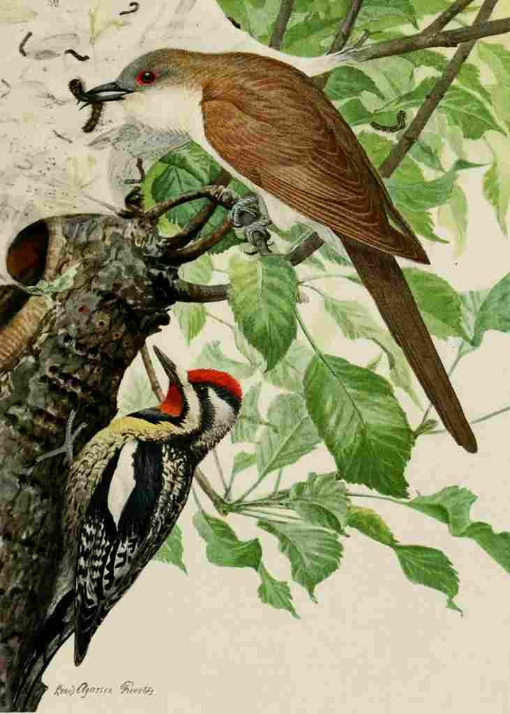 Fuertes Bird Paintings 1900 Cuckoo & Sapsucker A4 Photo Print