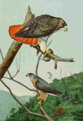 Fuertes Bird Paintings 1900 Hawk A4 Photo Print