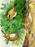 Fuertes Bird Paintings 1900 Kinglet & Brown Creeper A4 Photo Print
