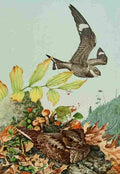 Fuertes Bird Paintings 1900 Nighthawk & Whip Poor Will A4 Photo Print